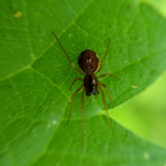 Pachygnatha listeri