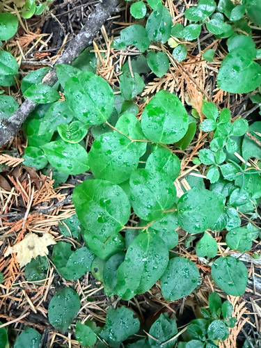 Gaultheria ovatifolia observed 2026-10-25