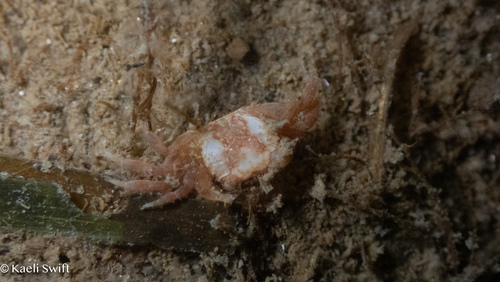 Hemigrapsus oregonensis, 2026-10-24