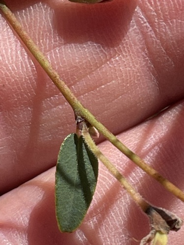 Bossiaea prostrata observed 2026-10-26