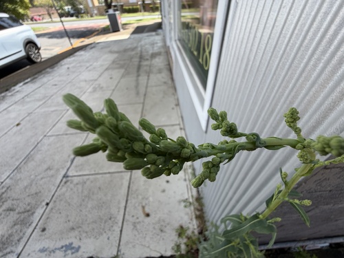 Lactuca sativa observed 2026-10-26
