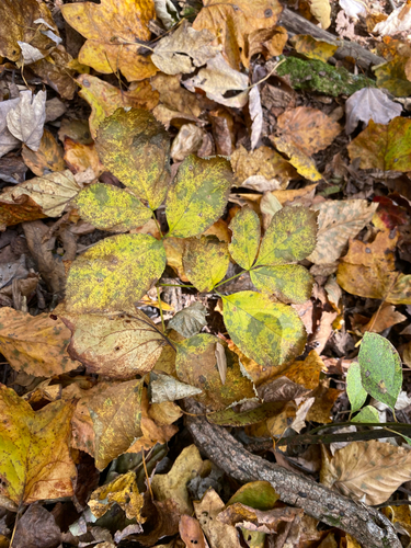 Aralia nudicaulis observed 2026-10-23