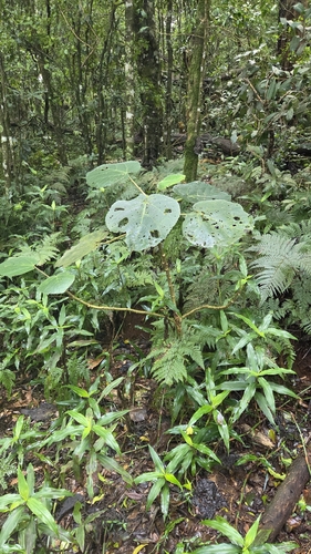 Dendrocnide observed 2026-10-26