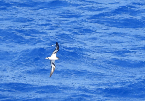 Pterodroma hypoleuca observed 2026-10-24