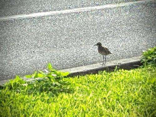 Pluvialis fulva observed 2026-10-24