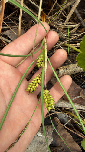 Carex pumila observed 2026-10-26
