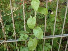 Fallopia baldschuanica