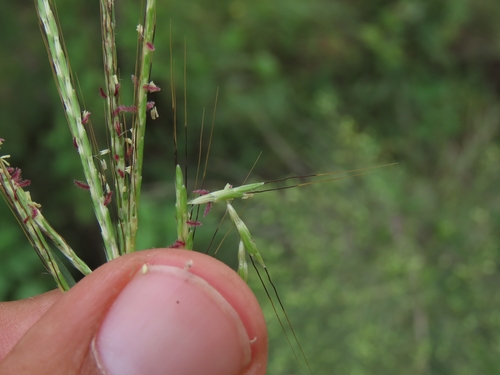 Bothriochloa pertusa observed 2026-10-25