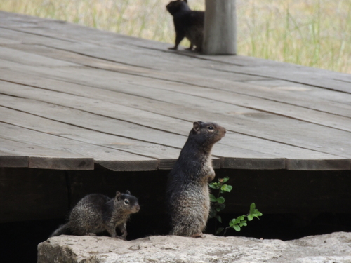 Texas Rock Squirrel