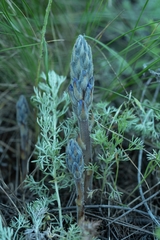 Phelipanche caesia