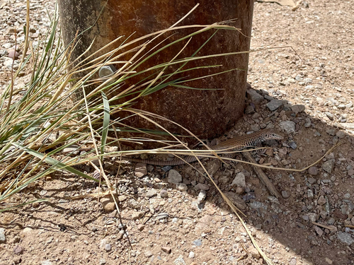 Western Whiptail