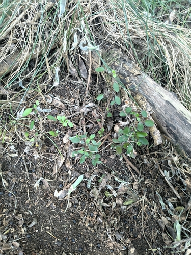 Coprosma propinqua observed 2026-10-26