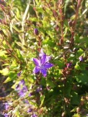 Campanula poscharskyana