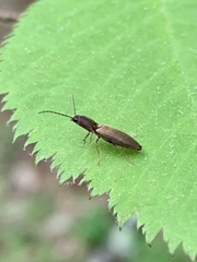 Dolerosomus silaceus