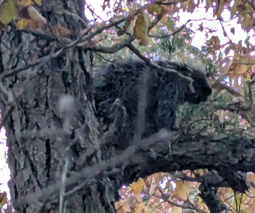 North American Porcupine