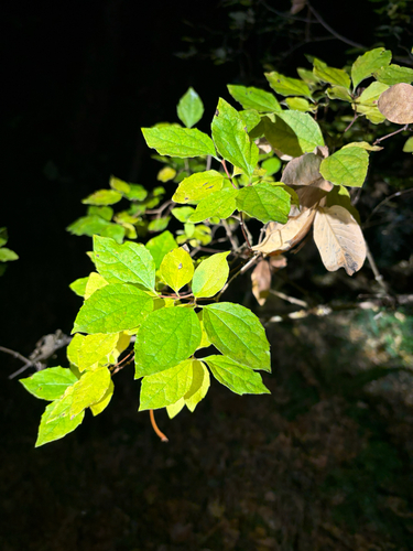 Philadelphus lewisii, 2026-10-24