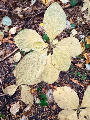 Rhododendron menziesii observed 2026-10-25