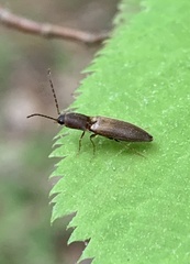 Dolerosomus silaceus