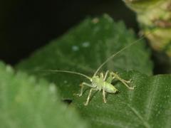 Meconema
