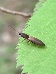 Dolerosomus silaceus