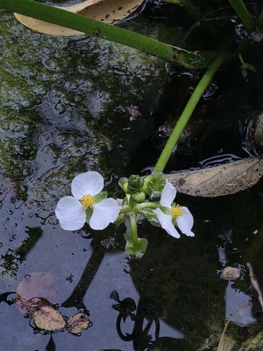 Sagittaria graminea observed 2026-10-25