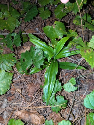 Habenaria observed 2026-10-25