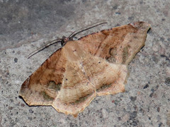 Antepione thisoaria