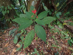 Pachystachys coccinea