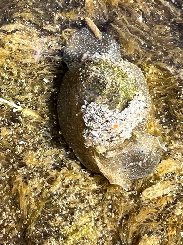 Haminoea observed 2026-10-25