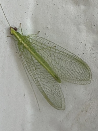 Red-lipped Green Lacewing