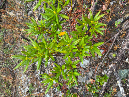 Rhododendron macrophyllum, 2026-10-25