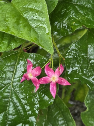 Clerodendrum trichotomum observed 2026-10-26