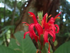 Pachystachys coccinea