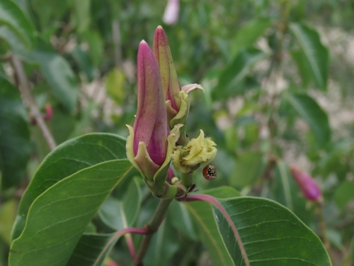 Cryptostegia grandiflora observed 2026-10-25