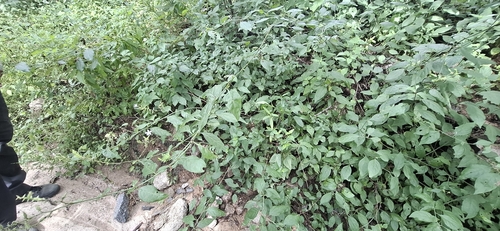 Plumbago zeylanica observed 2026-10-25