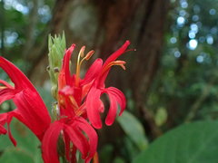 Pachystachys coccinea