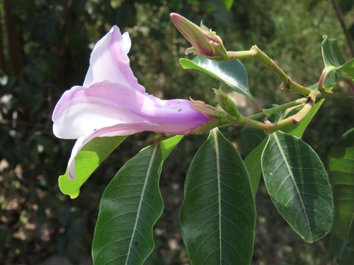 Cryptostegia grandiflora observed 2026-10-25