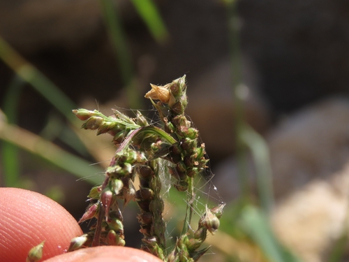 Echinochloa crus-galli observed 2026-10-25