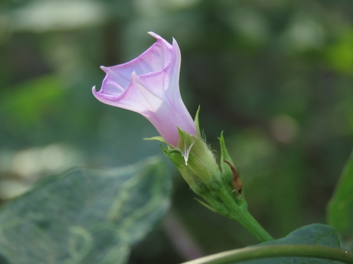 Ipomoea triloba observed 2026-10-25