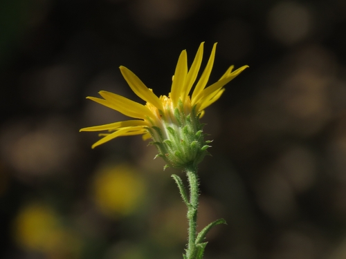 Sideranthus scabrellus