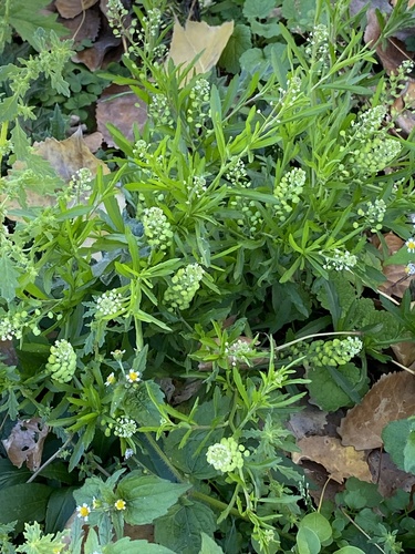 Lepidium virginicum observed 2026-10-25