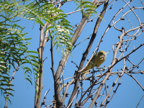 Summer Tanager