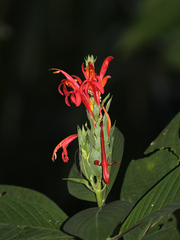 Pachystachys coccinea