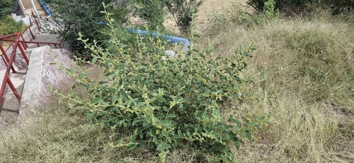 Waltheria indica observed 2026-10-25