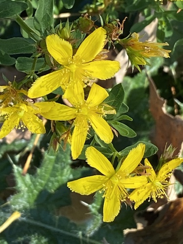 Hypericum perforatum observed 2026-10-25