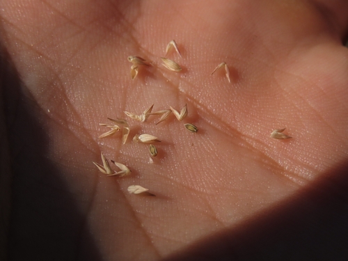 Panicum hirticaule hirticaule