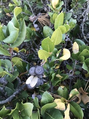 Quercus parvula parvula
