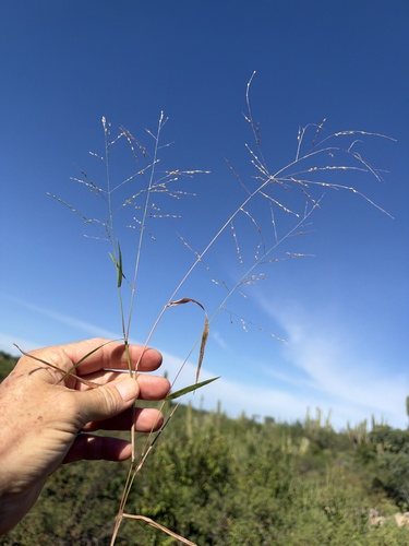 Mexican panicgrass