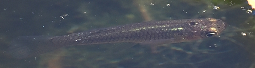 Eastern Mosquitofish