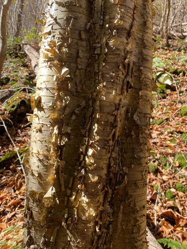 Betula alleghaniensis, 2026-10-25